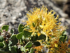 Ericameria cuneata spathulata