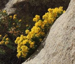 Ericameria cuneata spathulata