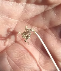 Delphinium parishii subglobosum