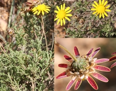 Ursinia discolor