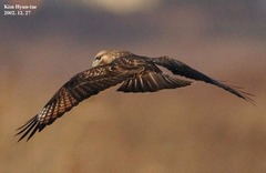 Buteo japonicus