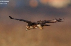 Buteo japonicus