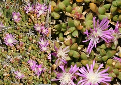 Disphyma dunsdonii