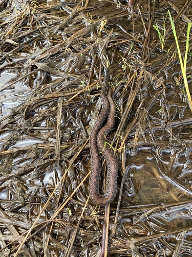 Kirtland's Snake