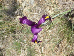 Iris filifolia