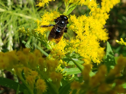 Southern Carpenter Bee