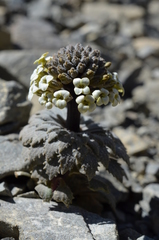 Notothlaspi rosulatum