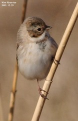 Emberiza pallasi