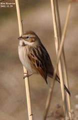 Emberiza pallasi