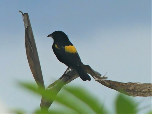Yellow Bishop