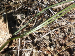 Iris filifolia