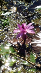 Nymphaea rubra