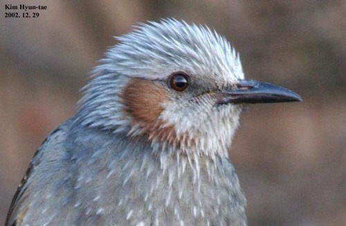 Brown-eared Bulbul, photo 6 of 7