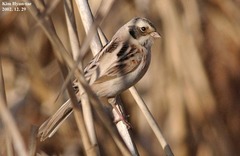 Emberiza yessoensis