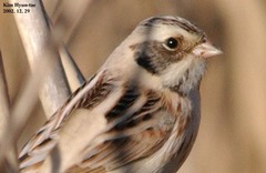 Emberiza yessoensis
