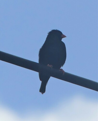 Village Indigobird