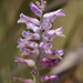 Lachenalia orchioides glaucina - Photo (c) Campbell Fleming, algunos derechos reservados (CC BY-NC), uploaded by Campbell Fleming