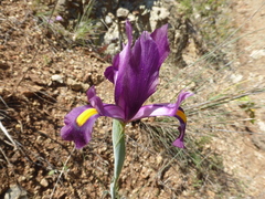 Iris filifolia