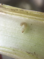 Acrolepiopsis assectella