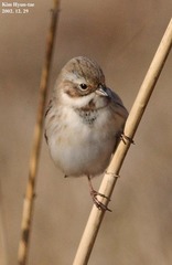 Emberiza pallasi