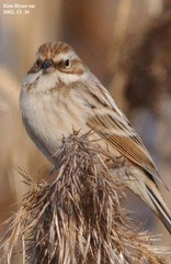 Emberiza pallasi