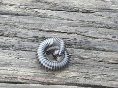 Ommatoiulus sabulosus aimatopodus