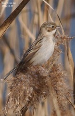Emberiza pallasi