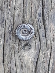 Ommatoiulus sabulosus aimatopodus