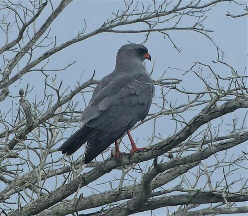 Dark Chanting-Goshawk