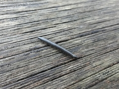 Ommatoiulus sabulosus aimatopodus