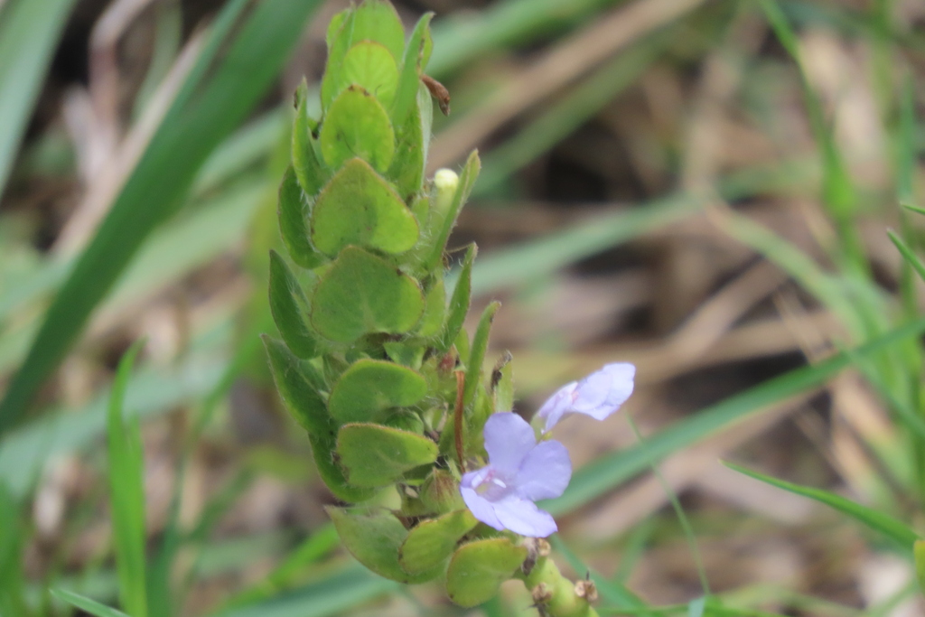 Browne's blechum from Caloosahatchee Creeks Preserve (East), Bayshore ...