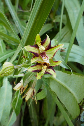 Epipactis veratrifolia veratrifolia
