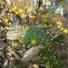 Artemisia glacialis - Photo (c) Gabriel HM, osa oikeuksista pidätetään (CC BY-SA)
