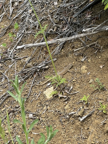 iNaturalist observation photo of Western Side-blotched Lizard