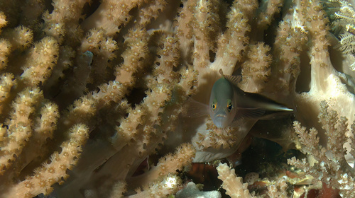 Doublestripe dottyback (Pseudochromis bitaeniatus) — Pseudochromidae — 5