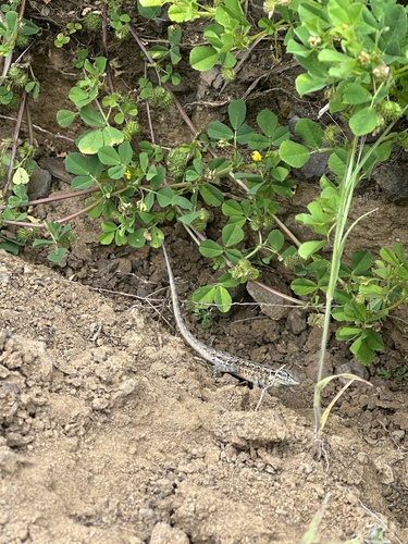 iNaturalist observation photo of Western Side-blotched Lizard