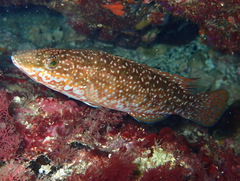 Green Wrasse photo 5