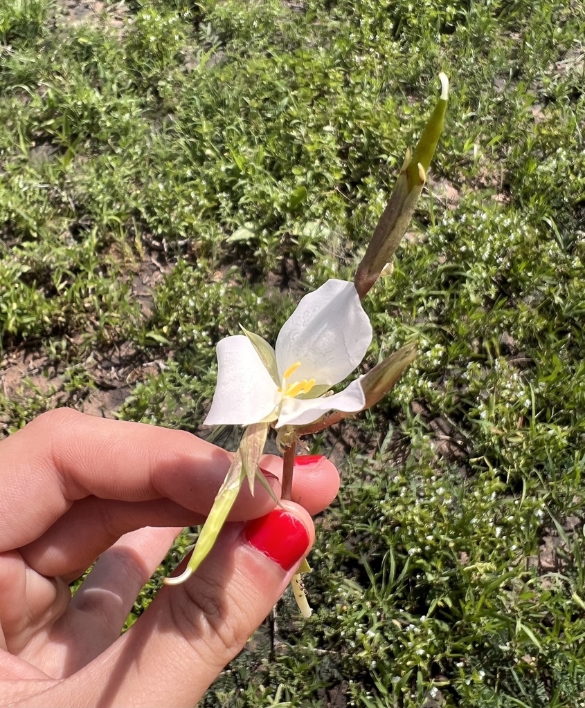 Murdannia sepalosa (Murdannia sepalosa)