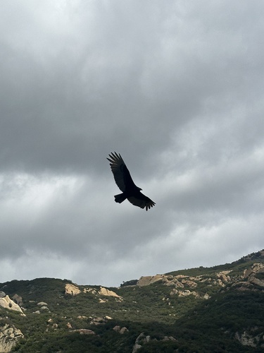 iNaturalist observation photo of Turkey Vulture