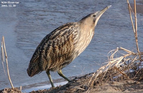 Roerdomp (Botaurus stellaris)