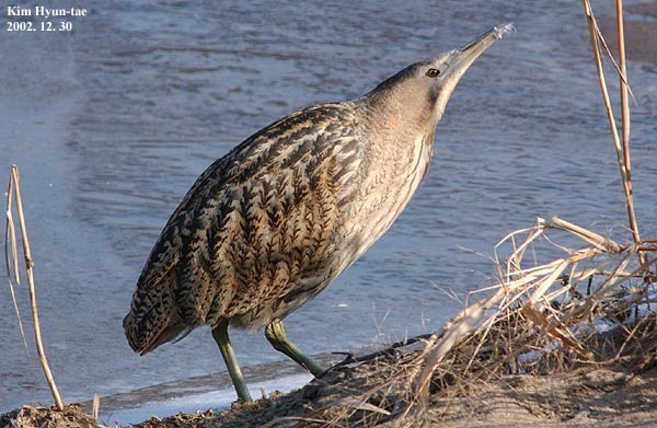 Eurasian Bittern (Botaurus stellaris)