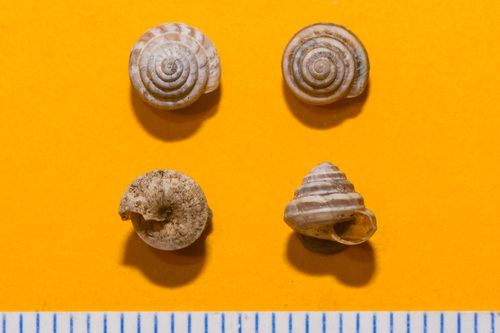Troque des dunes