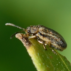 Ophraella