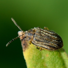Ophraella