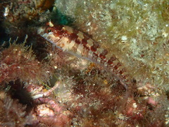 Striped Blenny photo 2