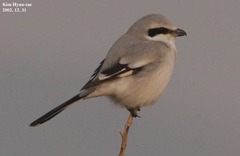 Lanius sphenocercus