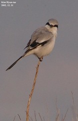 Lanius sphenocercus