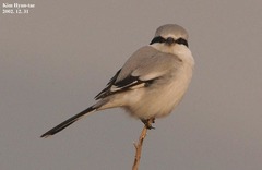 Lanius sphenocercus
