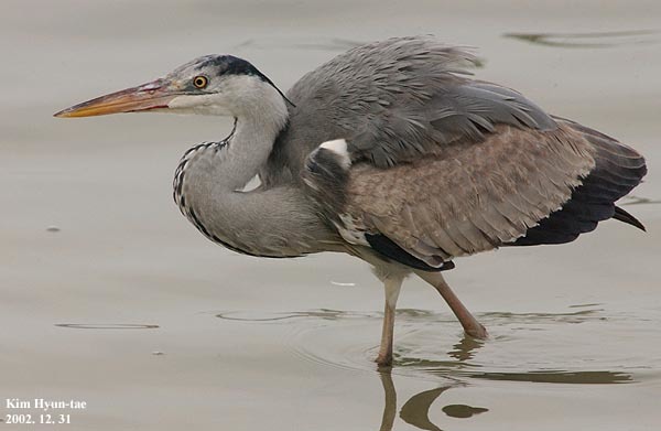 Grey Heron