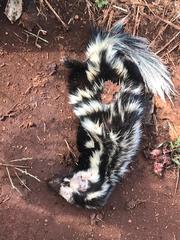 Spilogale angustifrons